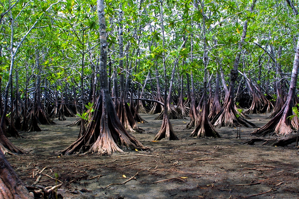 Pelliciera rhizophorae growth
